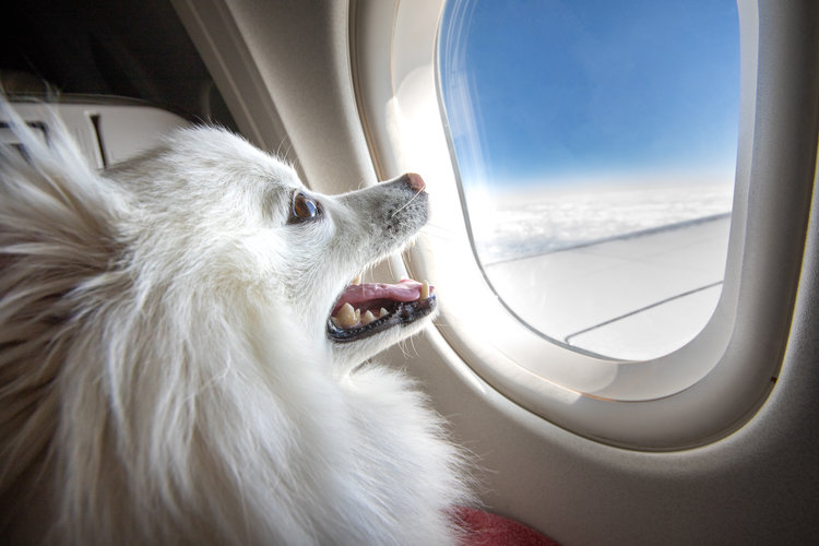 مزیت حمل حیوان خانگی با هواپیما