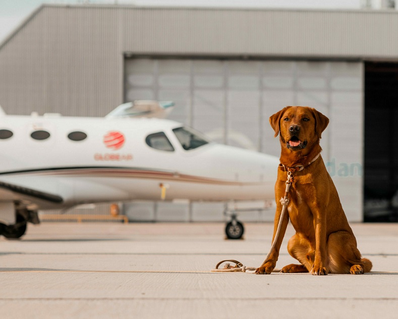 مدارک مورد نیاز برای حمل حیوان خانگی با هواپیما