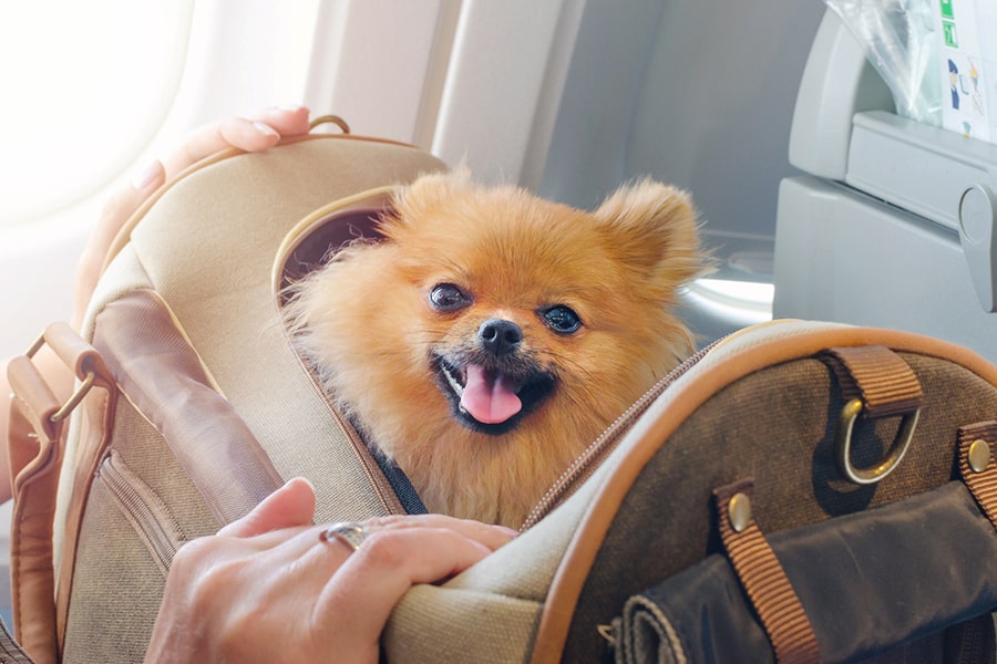 ویژگی های باکس برای حمل حیوان خانگی با هواپیما