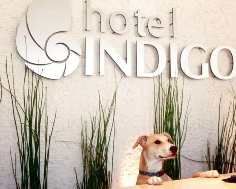 بهترین هتل های دبی که به حیوانات خانگی اجازه ورود می دهند: هتل ایندیگو